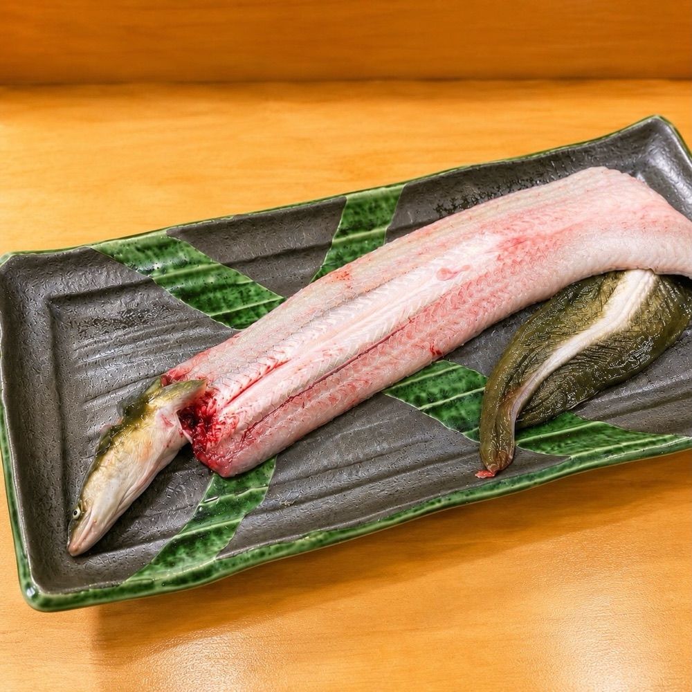 有明海産の天然海鰻